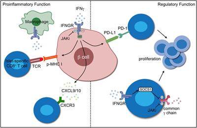 Inflammation versus regulation: how interferon-gamma contributes to type 1 diabetes pathogenesis